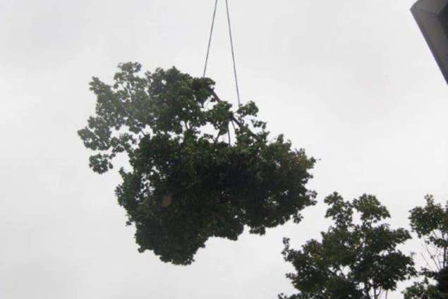 rooien en kappen van bomen waalwijk en drunen